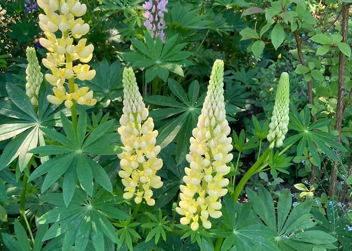 Nostalgic 1960s Idyll Дом отдыха Kulhuse